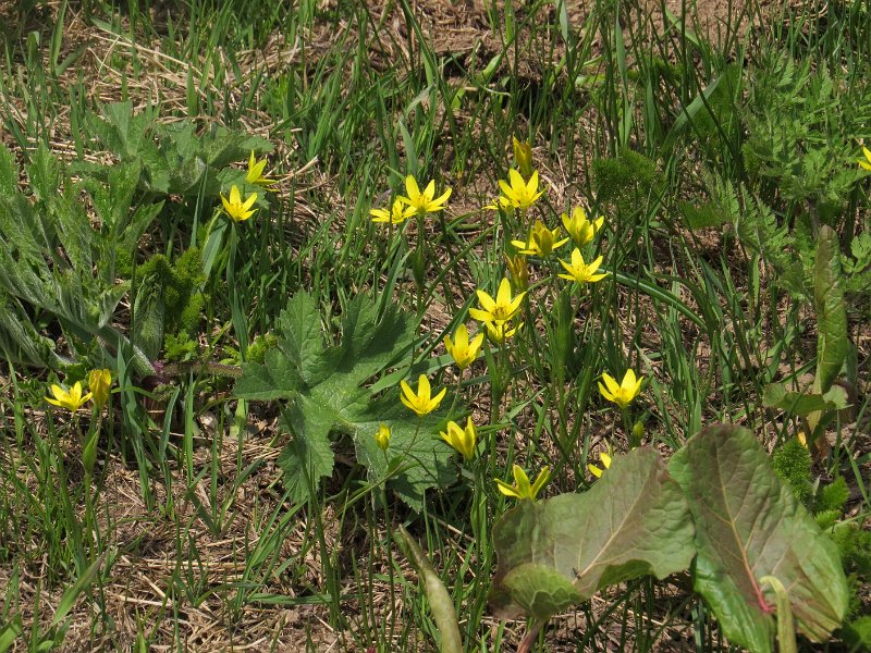 (12) Yellow Gagea.JPG